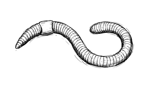 Hand drawn earthworm sketch handmade black ink vector illustration