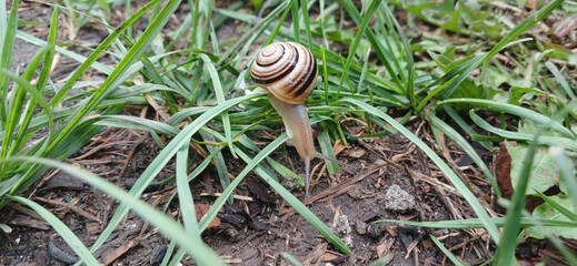 Striped Caucasotachea vindobonensis snail crawling in green grass © ellinanova