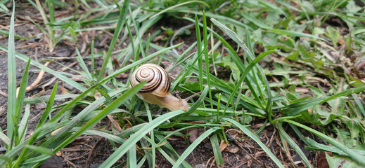 Striped Caucasotachea vindobonensis snail crawling in green grass © ellinanova