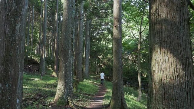 Person walking among tall cedar trees in Jizodo, Izu, Shizuoka, Japan