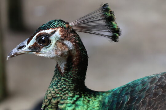 Wild peahen (female Indian peafowl) captured in its natural habitat in Kerala, India. The image highlights the intricate texture of the bird's plumage, its distinct head crest, 