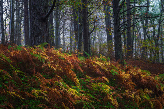 Serene autumn forest landscape with morning mist rising through tall trees and colorful ferns on the ground.