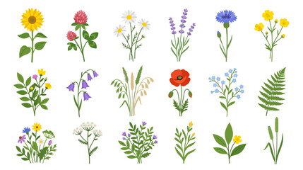 Fototapeta premium Assortment of Wildflowers and Meadow Plants - Botanical Illustration