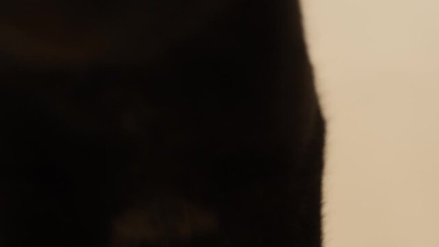 Close up portrait of a black cat with yellow eyes looking intently at the camera before suddenly approaching the lens. The animal goes out of focus
