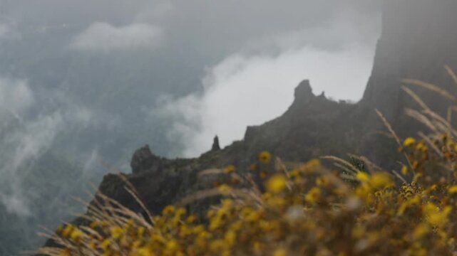 Yellow wildflowers bloom on misty volcanic mountain ridges in Madeira, capturing a moody dramatic atmosphere with soft overcast light and scenic nature. 4K video.