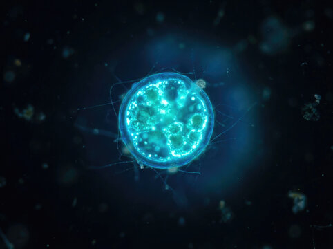 Microscopic view of glowing dinoflagellate, showcasing its vibrant structure and details