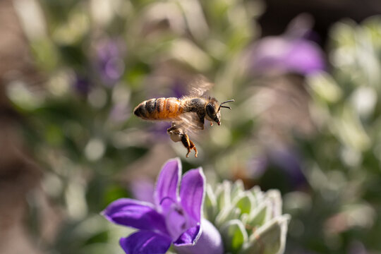Honey bee flying above a vibrant purple flower in a sunny garden, captured in close-up with blurred wings and soft bokeh, highlighting pollination, wildlife, biodiversity and spring nature.