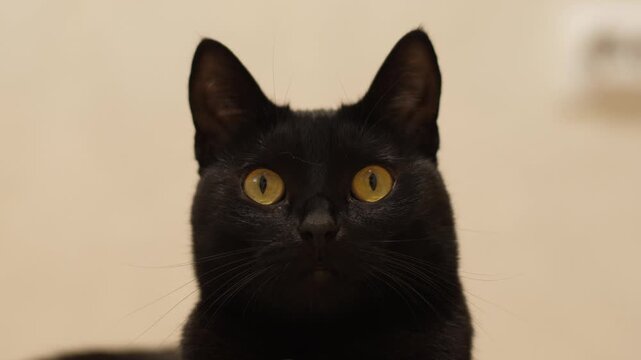Close up portrait of a black cat with expressive yellow eyes, funny licking its lips and looking directly at the camera.