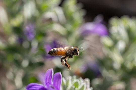 Honey bee flying above a vibrant purple flower in a sunny garden, captured in close-up with blurred wings and soft bokeh, highlighting pollination, wildlife, biodiversity and spring nature.