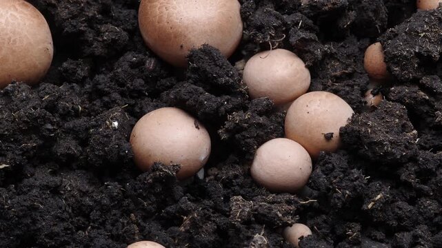 Rapid growth of mushrooms royal champignons. 4K time lapse.