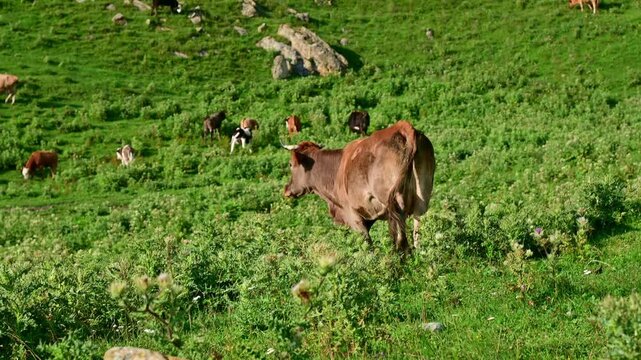 Brown cow walking across green hillside pasture
