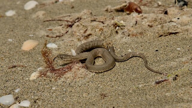 Small snake crawling on sandy beach sand