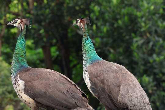 Wild peahen (female Indian peafowl) captured in its natural habitat in Kerala, India. The image highlights the intricate texture of the bird's plumage, its distinct head crest, 