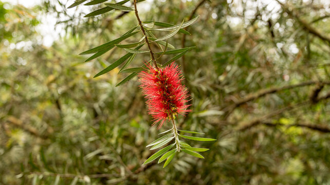 Rince-bouteille (Callistemon)
