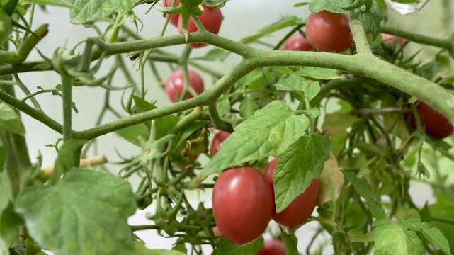 Close-up of ripe red plum cherry tomatoes hanging on green branches in a greenhouse ready for harvesting on a farm