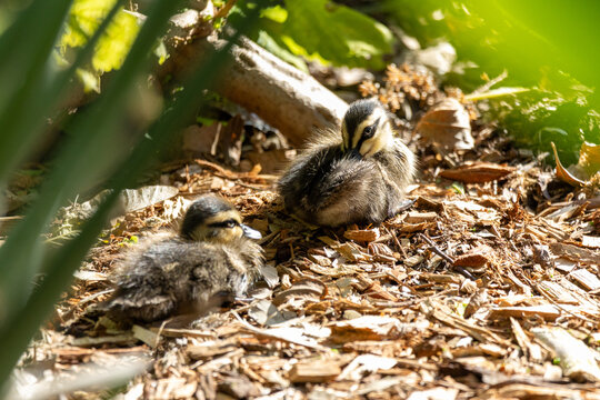 Cute ducklings resting under leafy garden shrubs in warm sunlight, showing soft fluffy feathers and natural camouflage while highlighting young wildlife, spring nature and peaceful outdoor habitat.