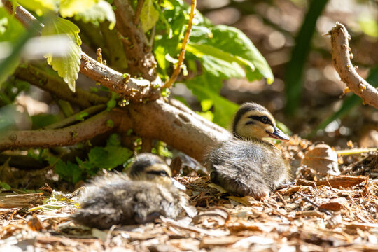 Cute ducklings resting under leafy garden shrubs in warm sunlight, showing soft fluffy feathers and natural camouflage while highlighting young wildlife, spring nature and peaceful outdoor habitat.