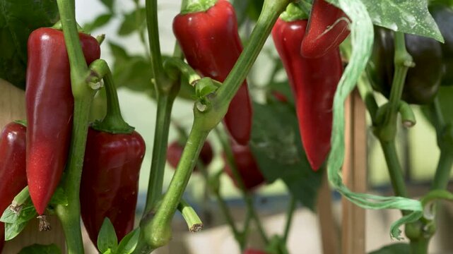 Close-up pan of vibrant ripe red chili peppers growing on green plant branches inside a greenhouse