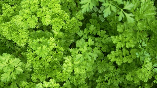 Top view pan over vibrant green fresh curly parsley leaves background. Ideal for culinary, organic food, and healthy cooking concepts.
