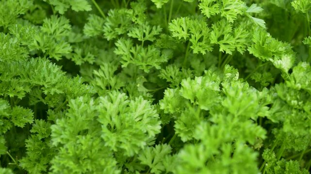 Top view pan over vibrant green fresh curly parsley leaves background. Ideal for culinary, organic food, and healthy cooking concepts.
