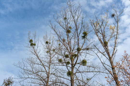 Numerous evergreen clusters of European mistletoe, Viscum album, growing high on leafless deciduous trees against a blue autumn sky. Detailed botanical image illustrating a hemiparasitic plant, host t