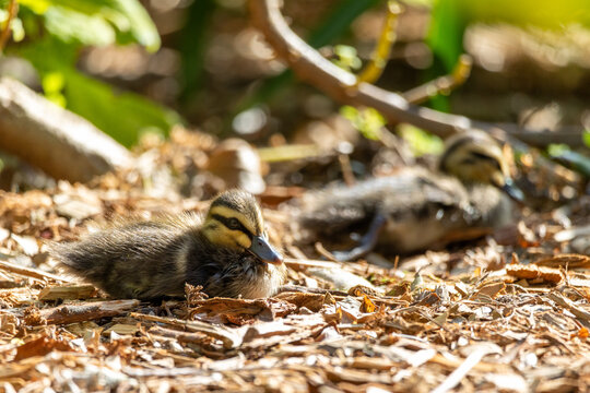 Cute ducklings resting under leafy garden shrubs in warm sunlight, showing soft fluffy feathers and natural camouflage while highlighting young wildlife, spring nature and peaceful outdoor habitat.