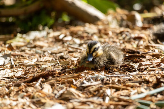 Cute ducklings resting under leafy garden shrubs in warm sunlight, showing soft fluffy feathers and natural camouflage while highlighting young wildlife, spring nature and peaceful outdoor habitat.