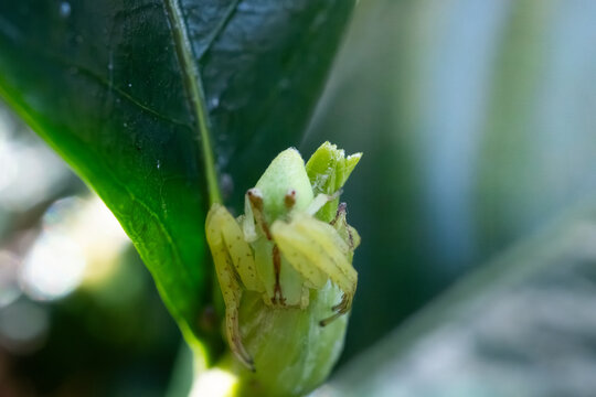 Macro close-up of a green crab spider camouflaged on a fresh plant bud, showing detailed legs and body texture against soft foliage, highlighting wildlife, nature, hunting and biodiversity.