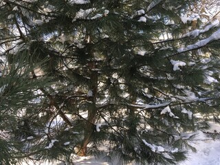 Pine (Pinus) tree branches topped with fresh snow touching snowdrift, intersecting and creating natural curtain in tranquil winter forest, cozy space for Christmas time walks and New Year holiday mood © Oksana
