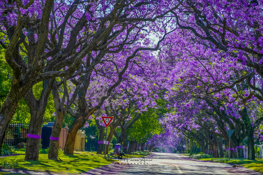 A picturesque street lined with vibrant purple jacaranda trees in full bloom in pretoria south africa