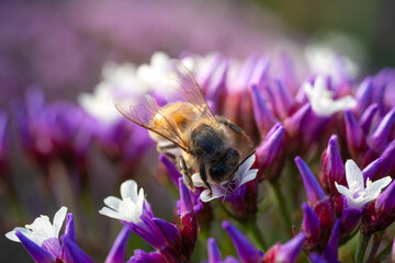 Macro close-up of a honey bee foraging inside a vibrant purple flower in warm sunlight, highlighting pollination, nectar feeding, spring nature, biodiversity and a natural garden ecosystem. © Smallroombigdream