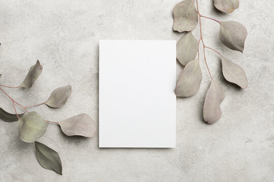 Blank white card placed on a textured gray surface surrounded by dried eucalyptus leaves creating a minimalist and elegant composition for design purposes