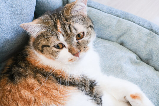 Domestic calico cat with orange, black, and white fur resting on a soft blue cushion in a cozy indoor environment with natural light