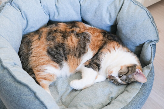 Domestic calico cat sleeping peacefully in a round pet bed with soft fabric, surrounded by a cozy indoor environment and neutral-colored flooring