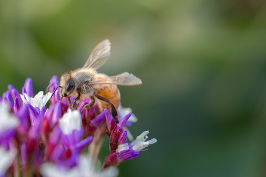 Macro close-up of a honey bee foraging inside a vibrant purple flower in warm sunlight, highlighting pollination, nectar feeding, spring nature, biodiversity and a natural garden ecosystem.