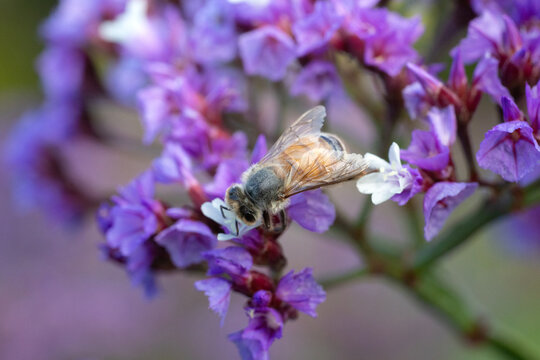 Macro close-up of a honey bee foraging inside a vibrant purple flower in warm sunlight, highlighting pollination, nectar feeding, spring nature, biodiversity and a natural garden ecosystem.