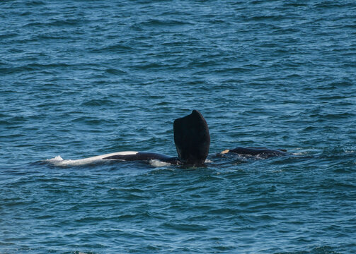 Southern right whale watching in Gansbaai Hermanus