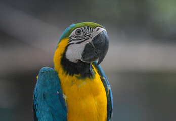 Blue and yellow macaw (Ara ararauna) an exotic bird © shams Faraz Amir