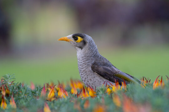 Close-up of a wild gray bird with a yellow eye patch and orange beak foraging among colorful garden flowers, with soft bokeh highlighting urban wildlife, nature and outdoor biodiversity.