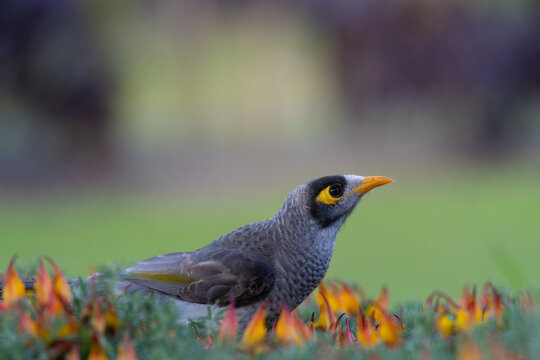 Close-up of a wild gray bird with a yellow eye patch and orange beak foraging among colorful garden flowers, with soft bokeh highlighting urban wildlife, nature and outdoor biodiversity.