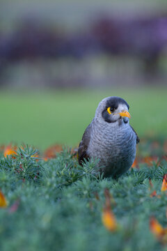 Close-up of a wild gray bird with a yellow eye patch and orange beak foraging among colorful garden flowers, with soft bokeh highlighting urban wildlife, nature and outdoor biodiversity.