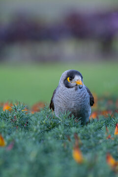 Close-up of a wild gray bird with a yellow eye patch and orange beak foraging among colorful garden flowers, with soft bokeh highlighting urban wildlife, nature and outdoor biodiversity.