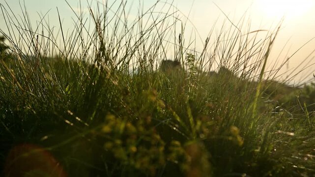 Tall grass swaying in a field during sunset