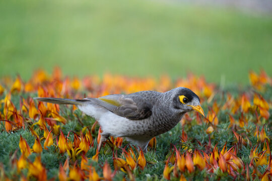 Close-up of a wild gray bird with a yellow eye patch and orange beak foraging among colorful garden flowers, with soft bokeh highlighting urban wildlife, nature and outdoor biodiversity.