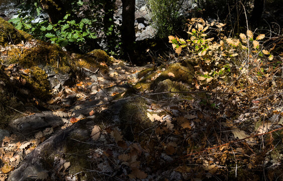 serene forest floor with moss, leaves, and rocks at ground level in a natural setting with green and brown tones and a peaceful mood for nature photography and landscape design.