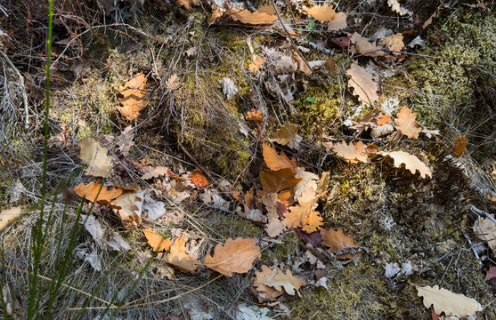 fallen oak leaves scattered on the forest floor, natural and serene close-up view of organic matter in brown and green tones, nature photography and seasonal imagery.