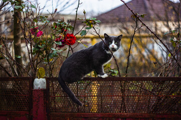 cat on the fence © l.kot.al