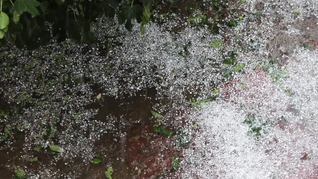 A hailstorm is a severe localized thunderstorm that produces solid lumps of ice known as hailstones.