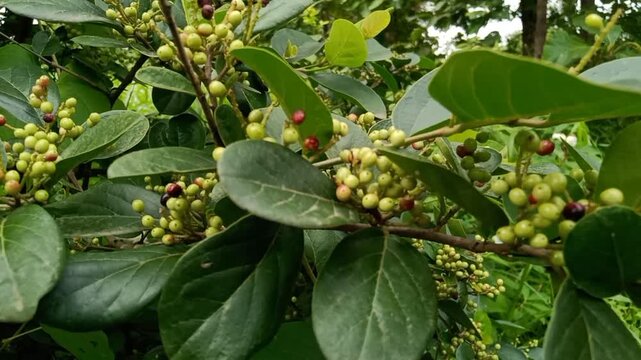 Antidesma ghaesembilla with Ripening Berries in jungle Fruits coming in the rainy season Ma-Mao, Buni or wuni fruit (Antidesma bunius) is a very small and colorful fruit