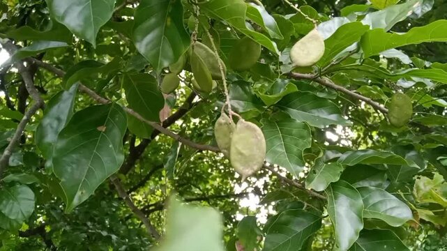 Unripe Green Seed Pods of Millettia Pinnata (Pongamia) traditional Ayurvedic medicine, and biofuel production.